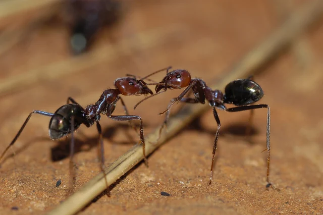 Australian meat ants