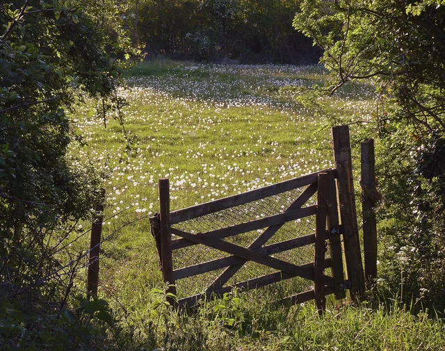 Dandelions in grass